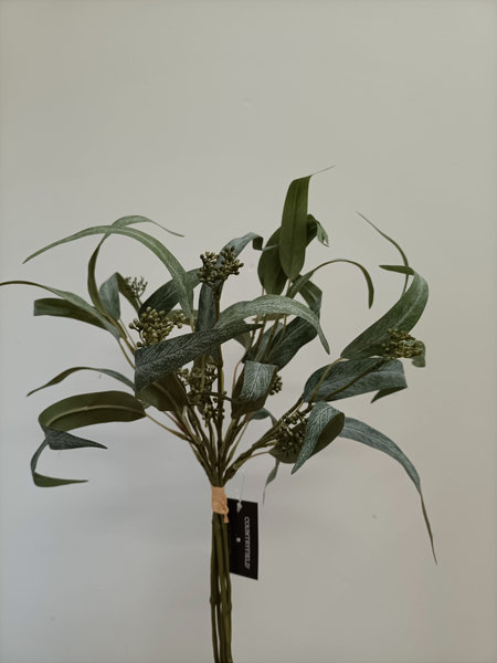Groene bos eucalyptus