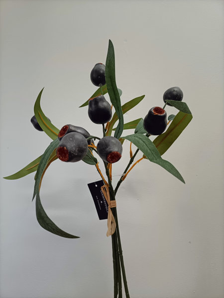 Eucalyptus fruit bos