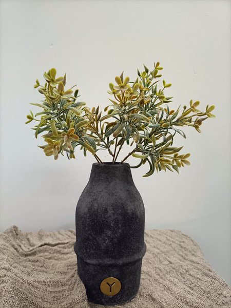 Sedum bos bronze