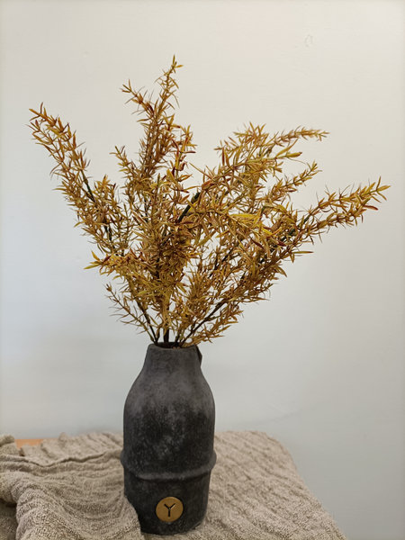 Juniperus bush bronze