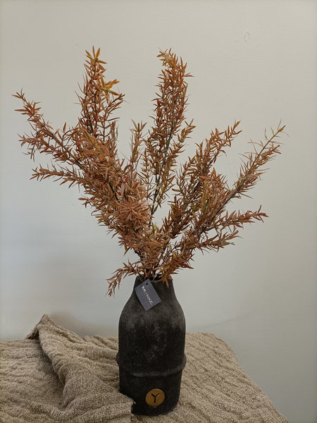 Juniperus licht rood/ bronze