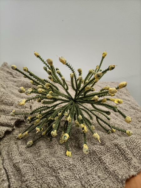 Rhipsalis