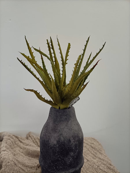 Agave/ Aloe/ Tillandsia op stengel