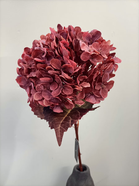 Hortensia bordeaux