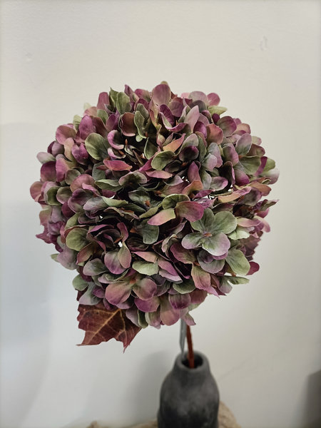 Hortensia grijs/ roze