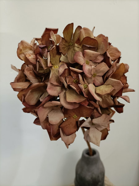 Hortensia oud roze/ bruin
