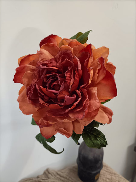 Pioen rose warm oranje/ rood