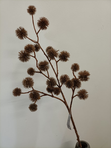 Distel bruin