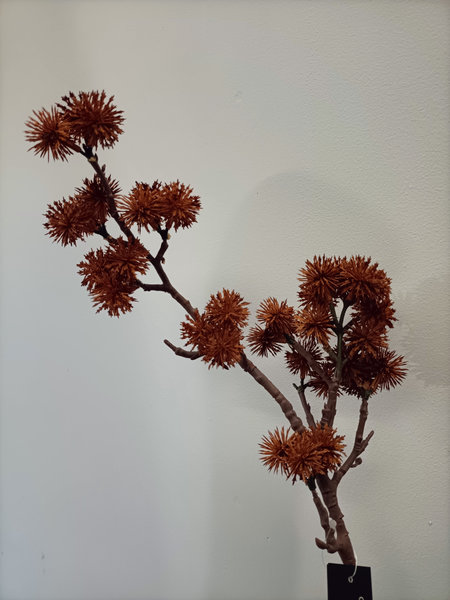Distel warm bruin