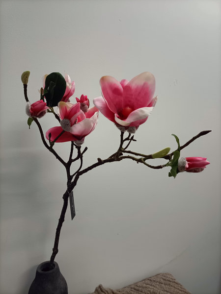 Robuste magnolia tak hard rose