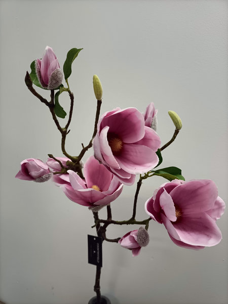 Robuste magnolia tak paars