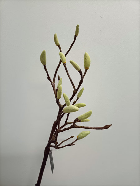 Magnolia tak in knop