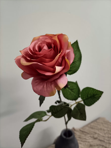 Wilde roos oud rose