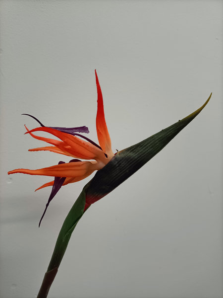 Paradijs vogel bloem