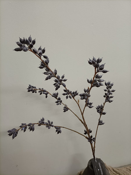 Strepto carpus
