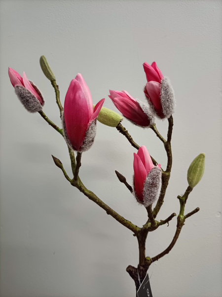 Magnolia tak