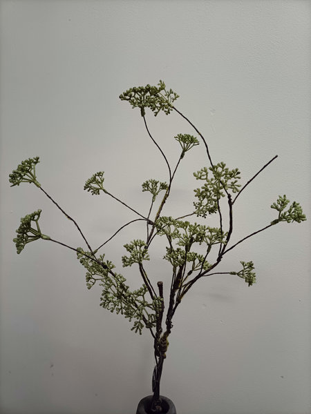 Vet kruid Sedum (oud lijkend)