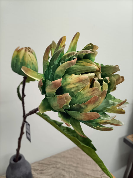 Cynara cardunculus groen