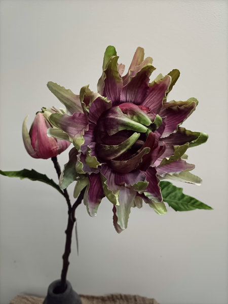 Cynara cardunculus paars /groen