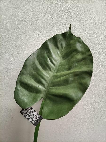 Blad van een Philodendron rugosum