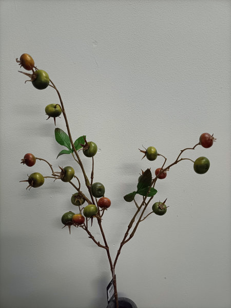 Rozenbottel groen/ bruin