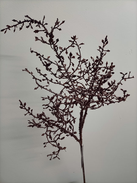 Corokia tak