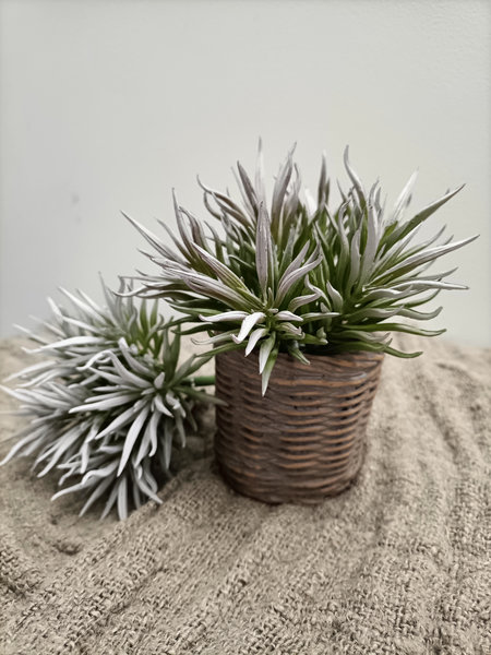 Crassula Himalaya