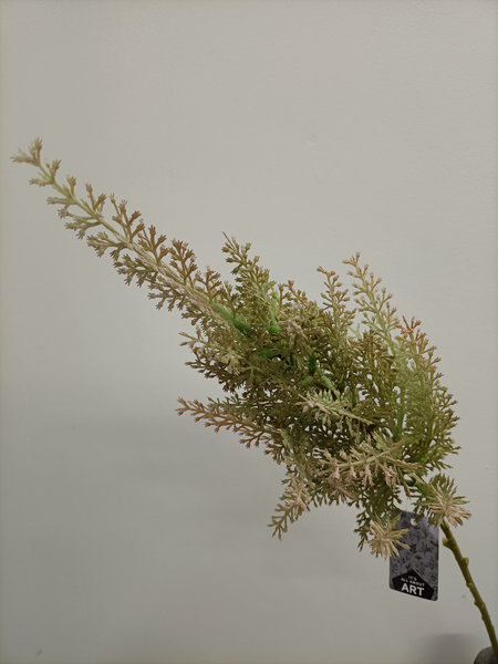 Asparagus