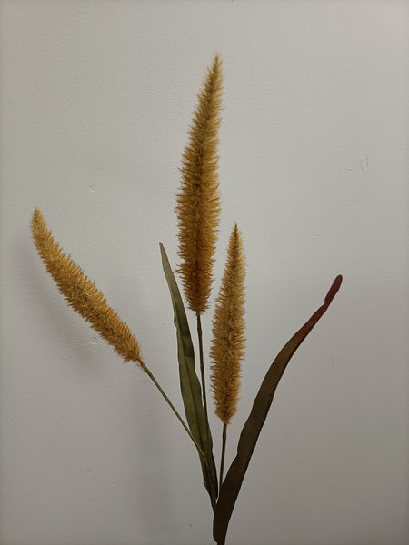 Pennisetum brown