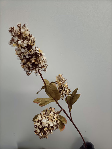 Pluim hortensia creme