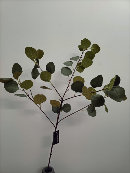 Eucalyptus