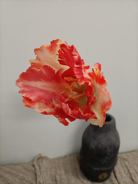 Tulp apricot parrot