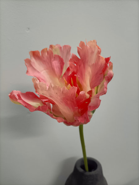 Tulp apricot parrot