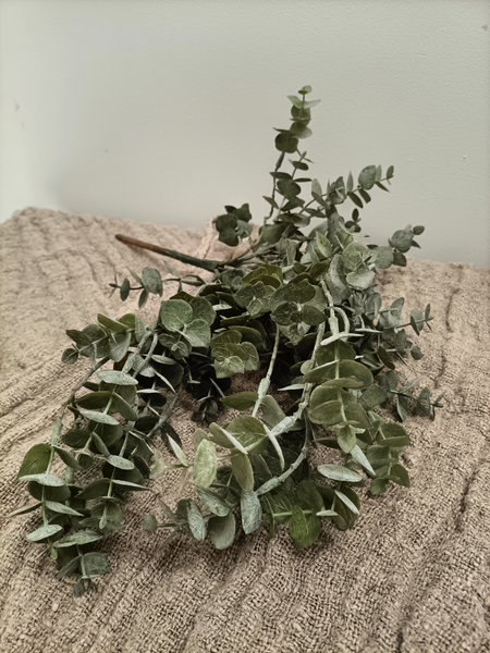 Eucalyptus
