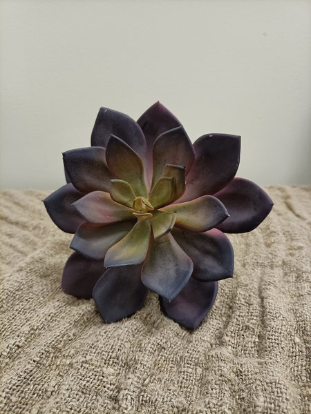 Eucheveria