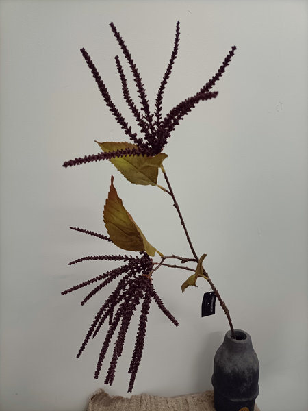 Amaranthus