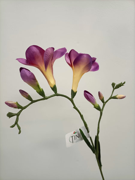 Freesia