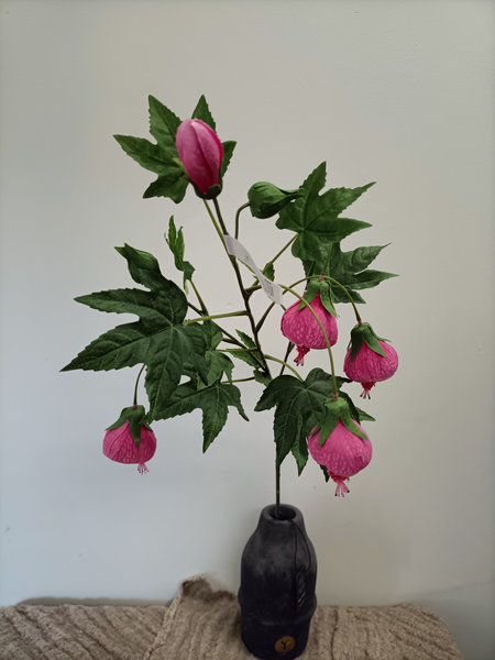 Abutilon