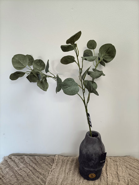 Eucalyptus