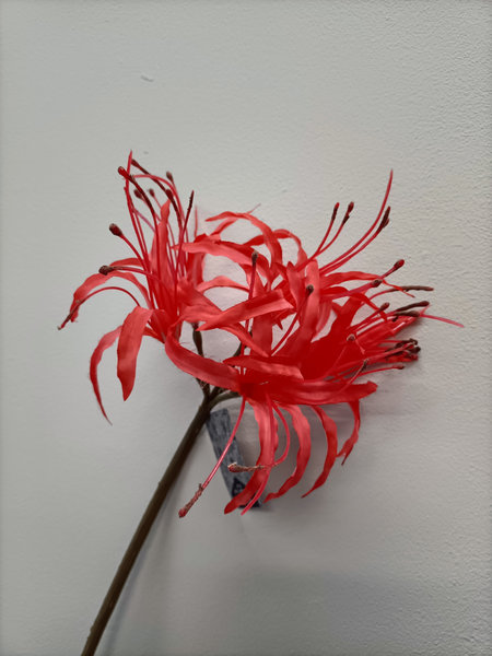 Nerine sarniensis