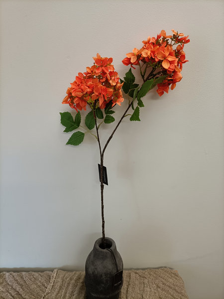 Pluim hortensia