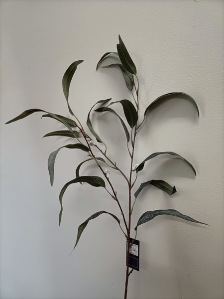Eucalyptus