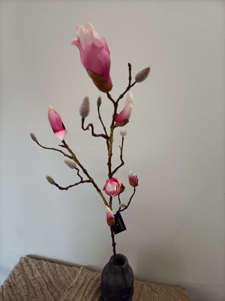 Magnolia
