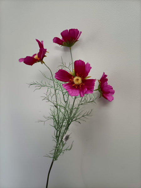 Cosmea