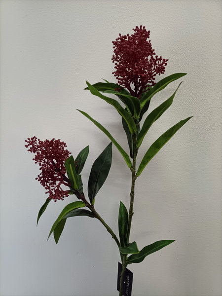 Skimmia