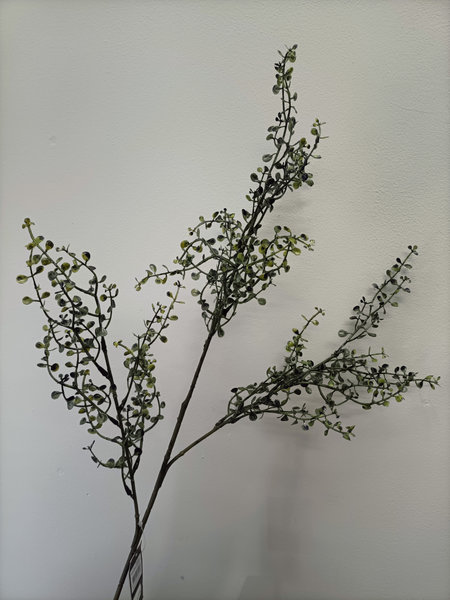 Cotonneaster