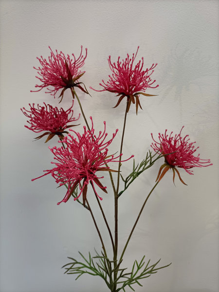 Hakea