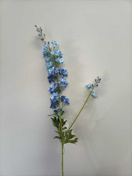 Delphinium