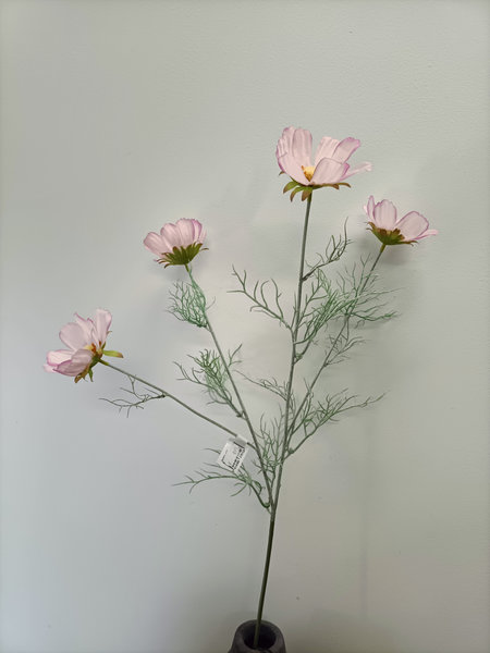 Cosmea