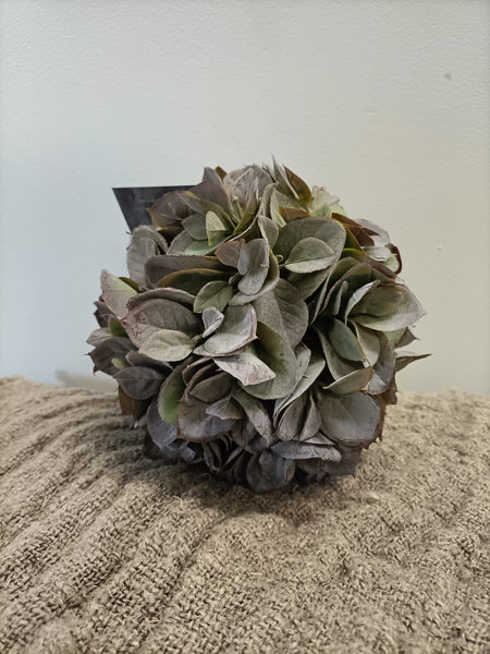 Hortensia bal